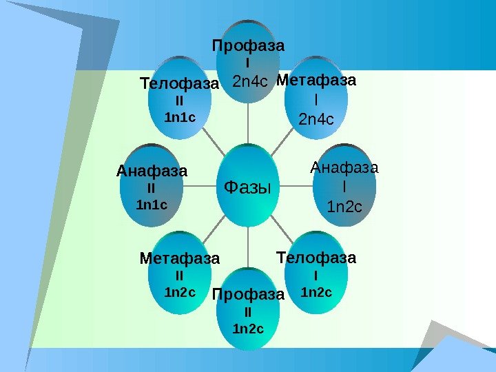 Телофаза II 1 n 1 c Анафаза II 1 n 1 c Метафаза II