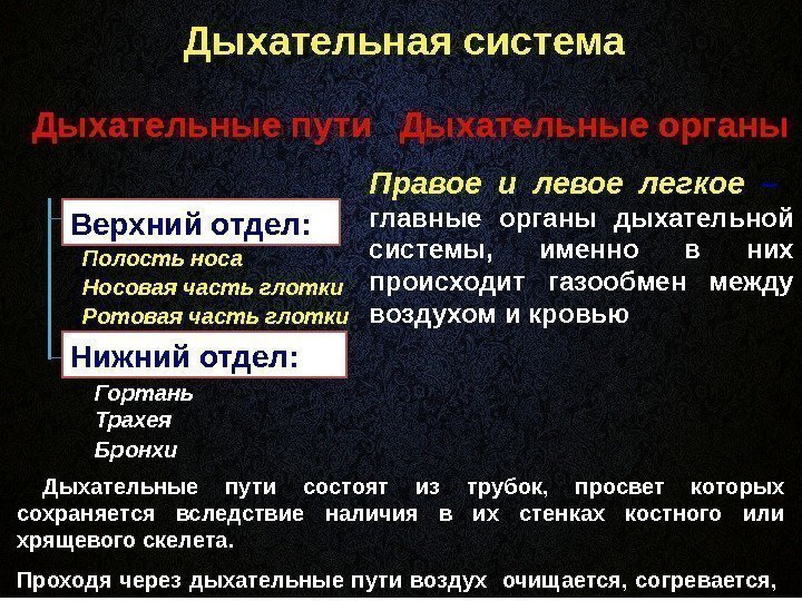 Дыхательная система Верхний отдел : Дыхательные пути Полость носа Правое и левое легкое –