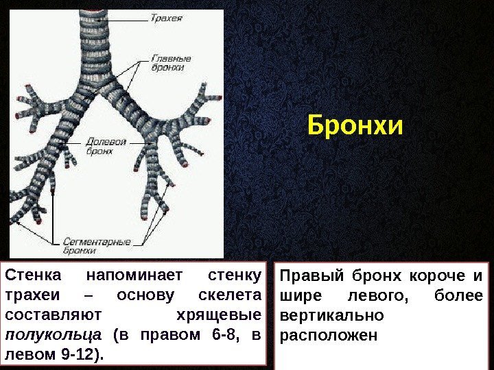 Бронхи Стенка напоминает стенку трахеи – основу скелета составляют хрящевые полукольца  (в правом