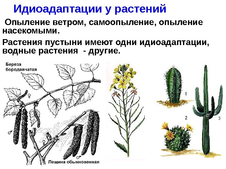  Опыление ветром, самоопыление, опыление насекомыми.  Растения пустыни имеют одни идиоадаптации,  водные