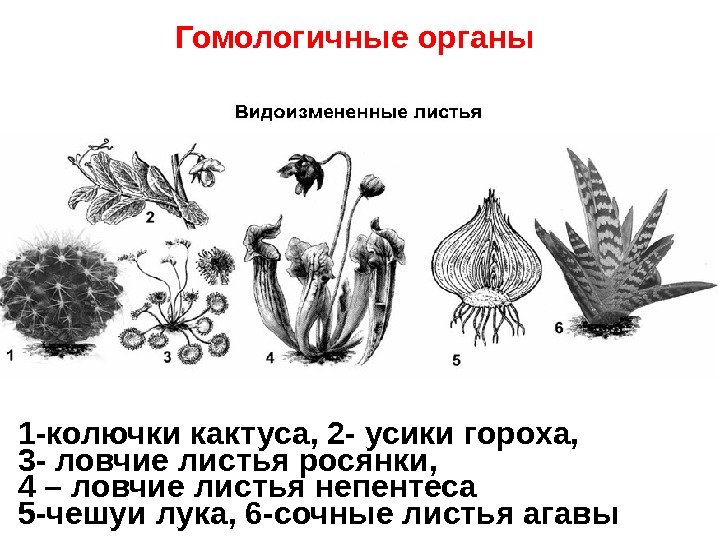 Гомологичные органы 1 -колючки кактуса, 2 - усики гороха,  3 - ловчие листья