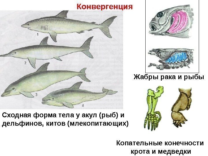 Конвергенция Сходная форма тела у акул (рыб) и дельфинов, китов (млекопитающих) Жабры рака и