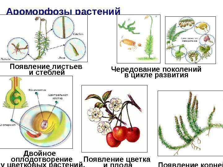 Двойное  оплодотворение  у цветковых растений. Появление цветка и плода. Ароморфозы растений Появление