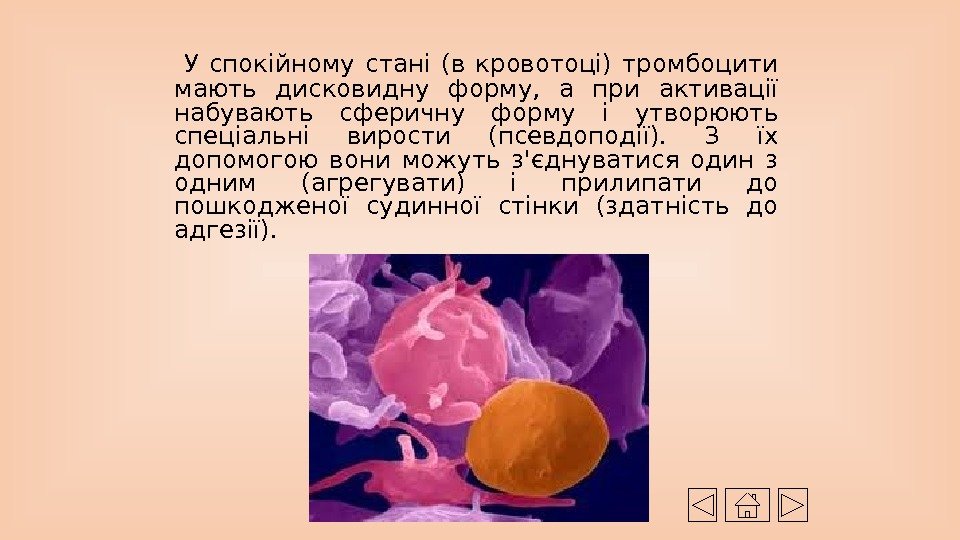  У спокійному стані (в кровотоці) тромбоцити мають дисковидну форму,  а при активації