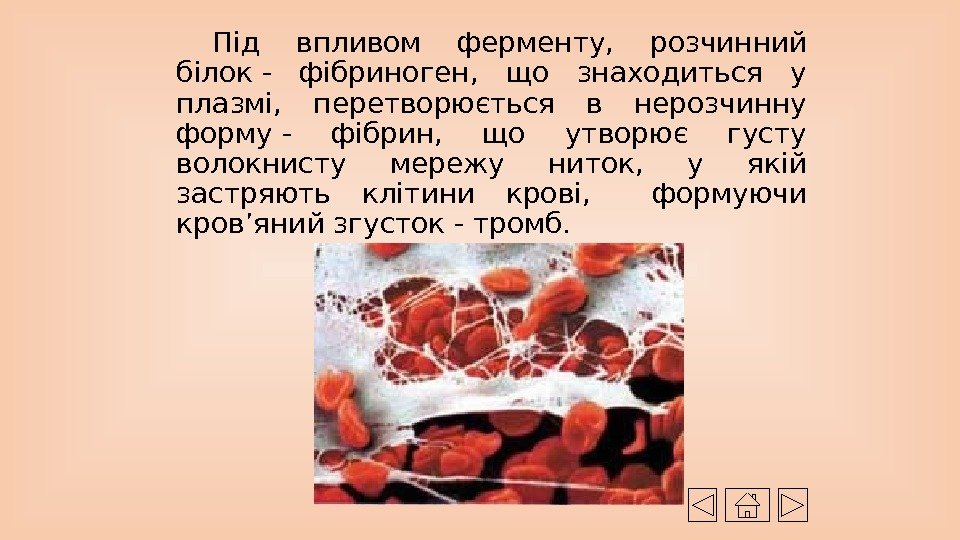 Під впливом ферменту,  розчинний білок- фібриноген,  що знаходиться у плазмі,  перетворюється