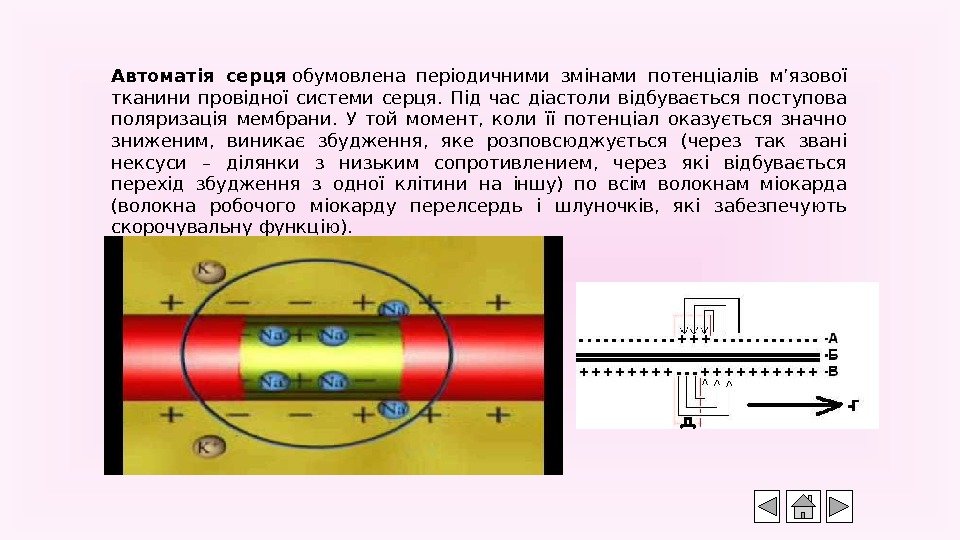 Автоматія серця обумовлена періодичними змінами потенціалів м’язової тканини провідної системи серця.  Під час