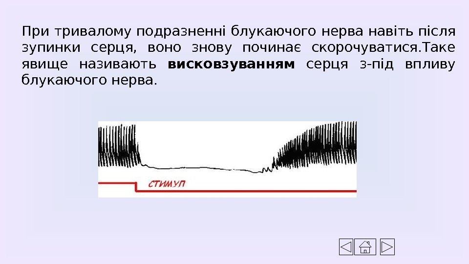 При тривалому подразненні блукаючого нерва навіть після зупинки серця,  воно знову починає скорочуватися.