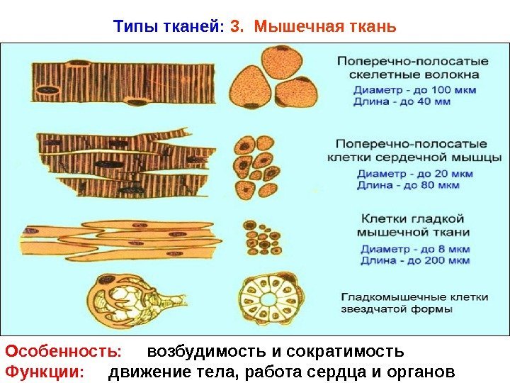   Типы тканей:  3.  Мышечная ткань Особенность:  возбудимость и сократимость