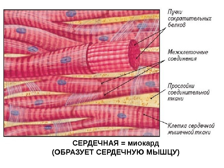   СЕРДЕЧНАЯ = миокард (ОБРАЗУЕТ СЕРДЕЧНУЮ МЫШЦУ) 