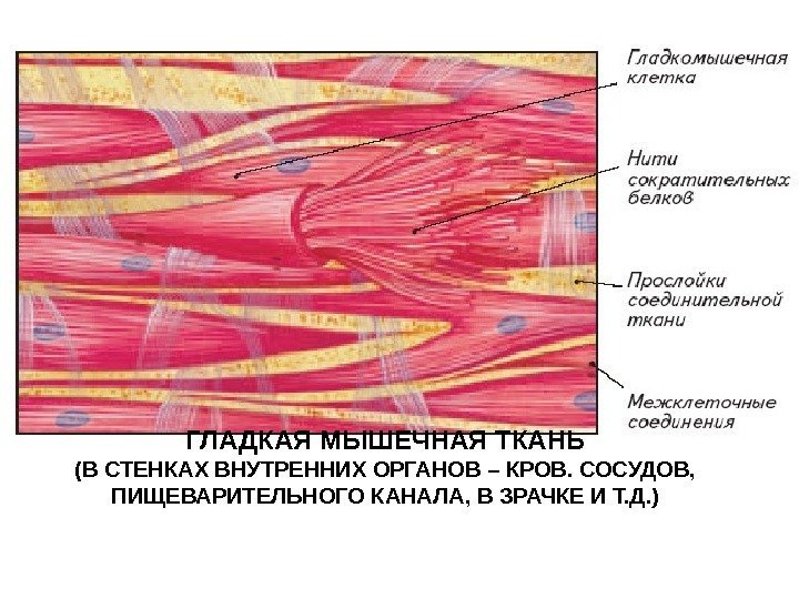   ГЛАДКАЯ МЫШЕЧНАЯ ТКАНЬ (В СТЕНКАХ ВНУТРЕННИХ ОРГАНОВ – КРОВ. СОСУДОВ,  ПИЩЕВАРИТЕЛЬНОГО