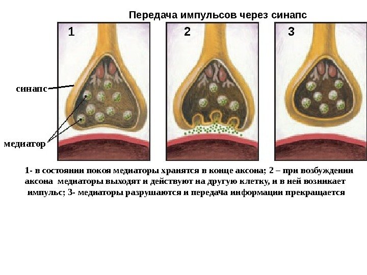   3 1 2 медиатор Передача импульсов через синапс 1 - в состоянии
