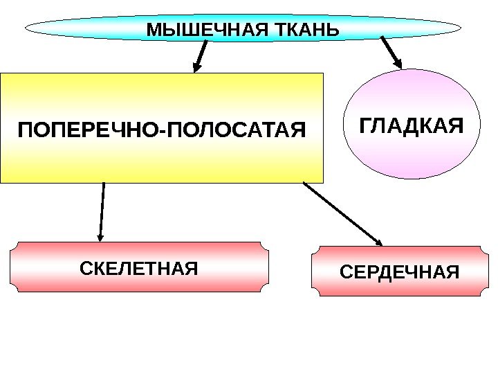   МЫШЕЧНАЯ ТКАНЬ ПОПЕРЕЧНО-ПОЛОСАТАЯ ГЛАДКАЯ СКЕЛЕТНАЯ СЕРДЕЧНАЯ 