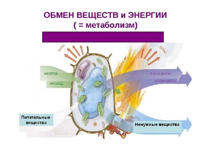   ОБМЕН ВЕЩЕСТВ и ЭНЕРГИИ ( = метаболизм) 