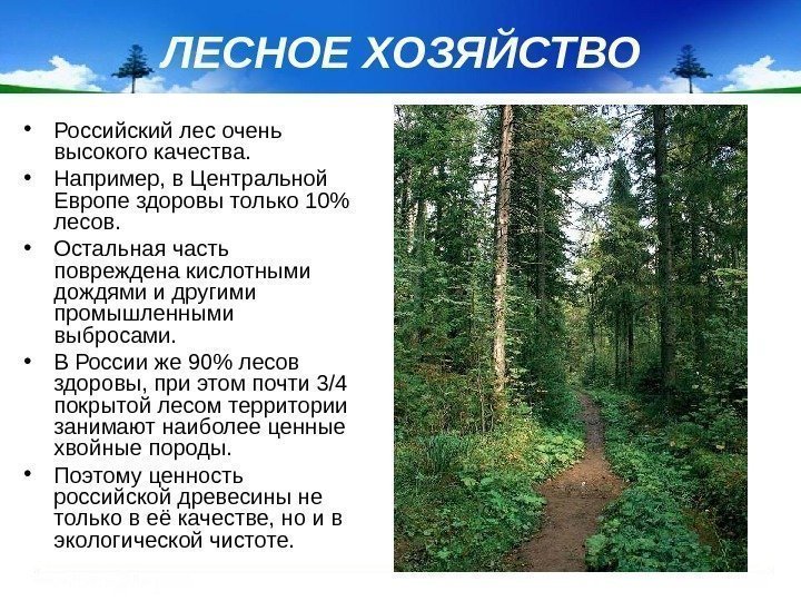 ЛЕСНОЕ ХОЗЯЙСТВО • Российский лес очень высокого качества.  • Например, в Центральной Европе