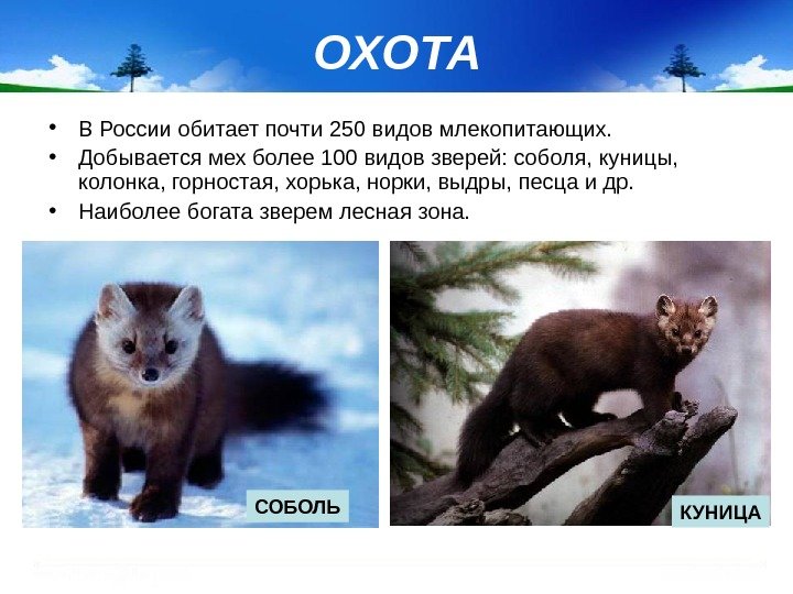 ОХОТА • В России обитает почти 250 видов млекопитающих.  • Добывается мех более