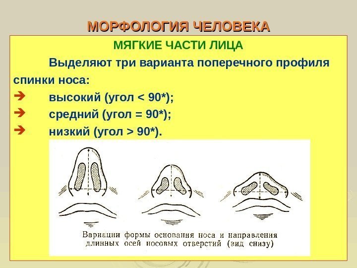  МОРФОЛОГИЯ ЧЕЛОВЕКА МЯГКИЕ ЧАСТИ ЛИЦА Выделяют три варианта поперечного профиля спинки носа: 