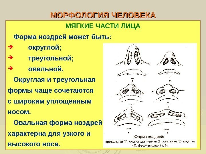  МОРФОЛОГИЯ ЧЕЛОВЕКА МЯГКИЕ ЧАСТИ ЛИЦА Форма ноздрей может быть:  округлой;  треугольной;