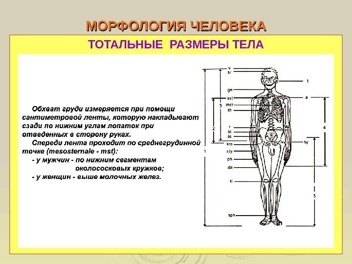  МОРФОЛОГИЯ ЧЕЛОВЕКА ТОТАЛЬНЫЕ РАЗМЕРЫ ТЕЛА 