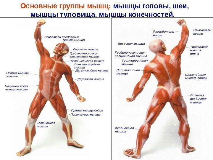 Основные группы мышц:  мышцы  головы, шеи,  мышцы туловища, мышцы конечностей. 