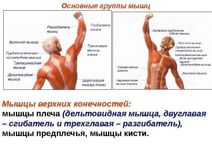 Основные группы мышц Мышцы верхних конечностей:  мышцы плеча (дельтовидная мышца, двуглавая – сгибатель