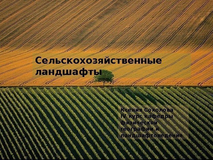 Сельскохозяйственные ландшафты Ксения Соколова IV курс кафедры физической географии и ландшафтоведения  