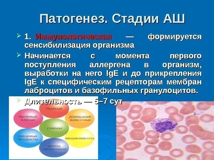 Патогенез. Стадии АШ 1.   Иммунологическая  — формируется сенсибилизация организма Начинается с момента