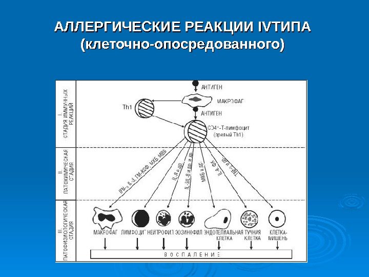 АЛЛЕРГИЧЕСКИЕ РЕАКЦИИ IVIV ТИПА (клеточно-опосредованного)  