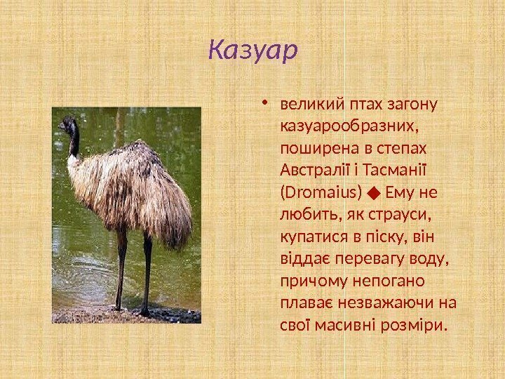 Казуар • великий птах загону казуарообразних,  поширена в степах Австралії і Тасманії (Dromaius)