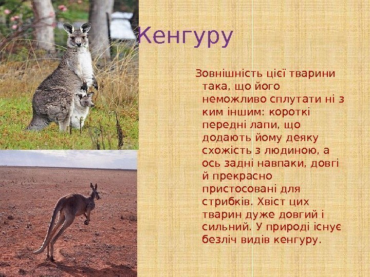 Кенгуру  Зовнішність цієї тварини така, що його неможливо сплутати ні з ким іншим: