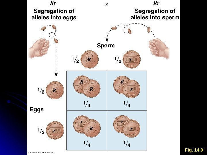 Fig. 14. 9 