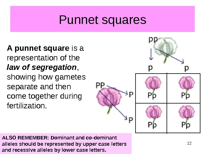 Punnet squares A punnet square is a representation of the law of segregation ,