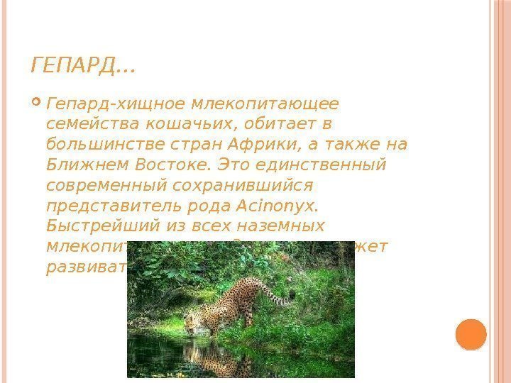 ГЕПАРД… Гепард-хищное млекопитающее семейства кошачьих, обитает в большинстве стран Африки, а также на Ближнем