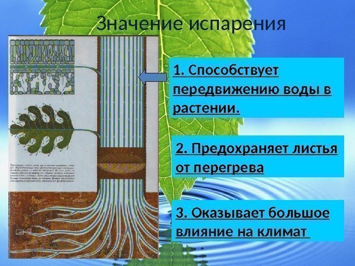    Значение испарения 1. Способствует передвижению воды в растении. 2. Предохраняет листья