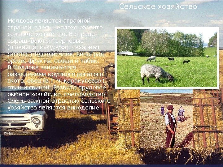 Молдова является аграрной страной, здесь неплохо развито сельское хозяйство. В стране выращиваются: зерновые (пшеница,