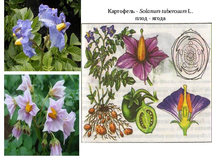 Картофель - Solanum tuberosum L. плод - ягода 