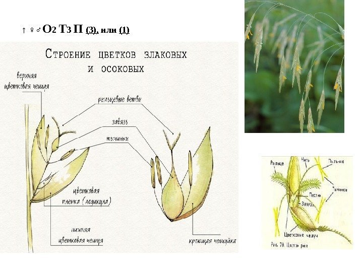 ↑ ♀♂ О 2 Т 3 П (3),  или (1) 