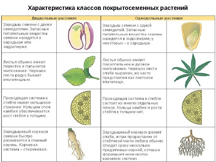 Характеристика классов покрытосеменных растений 