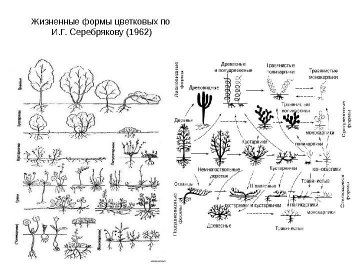 Жизненные формы цветковых по И. Г. Серебрякову (1962) 