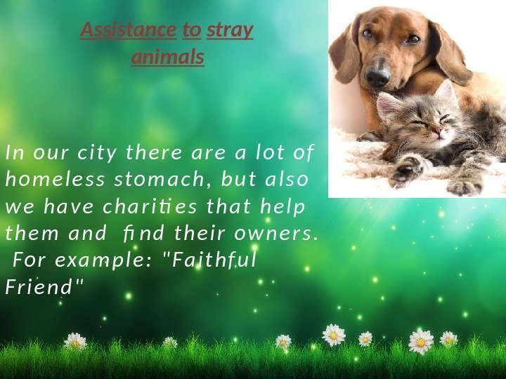 Assistance  to  stray   animals I n  o u r