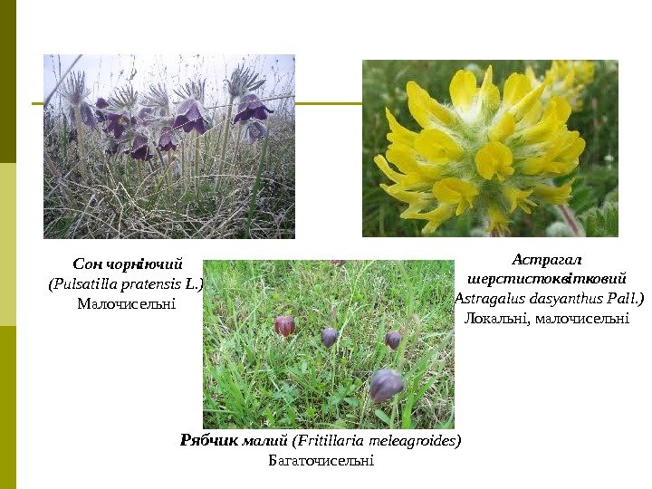 Рябчик малий (Fritillaria meleagroides)  Багаточисельні Астрагал шерстистоквітковий (Astragal u s dasyanthus Pall. )