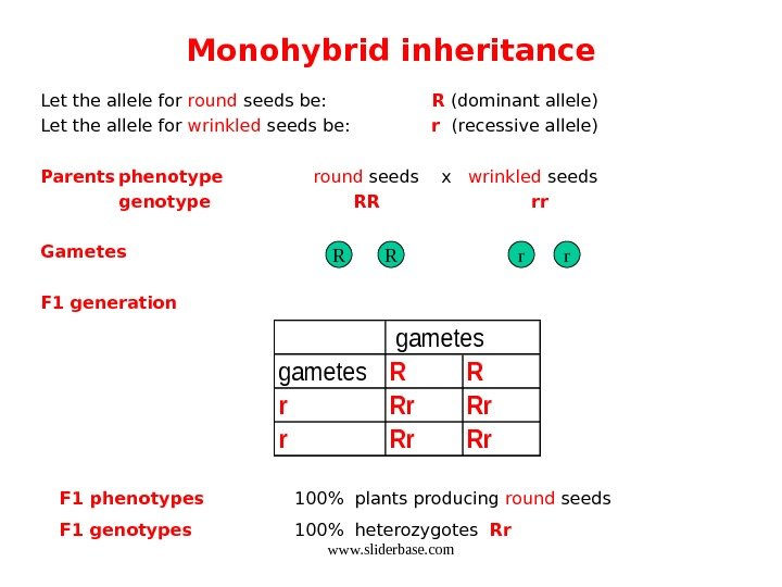 Monohybrid inheritance Let the allele for round seeds be:  R (dominant allele) Let