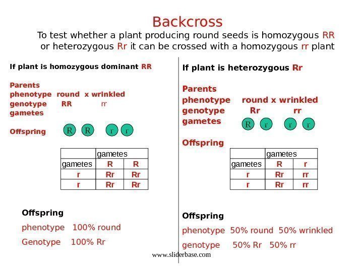 Backcross To test whether a plant producing round seeds is homozygous RR  or