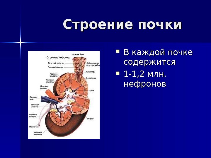    Строение почки В каждой почке содержится  1 -1, 2 млн.