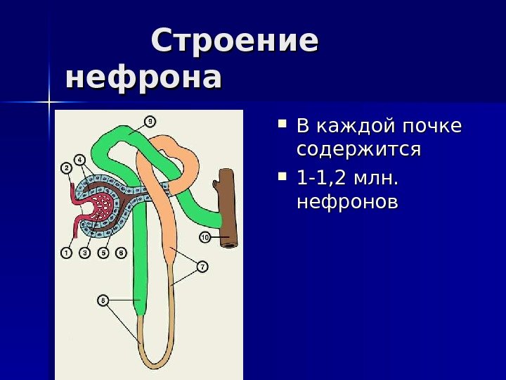    Строение нефрона В каждой почке содержится  1 -1, 2 млн.