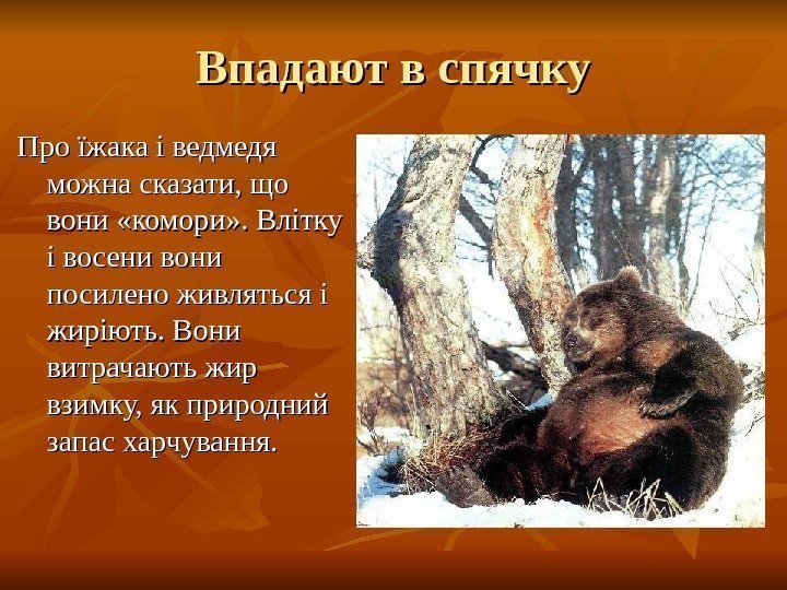 Впадают в спячку Про їжака і ведмедя можна сказати, що вони «комори» . Влітку