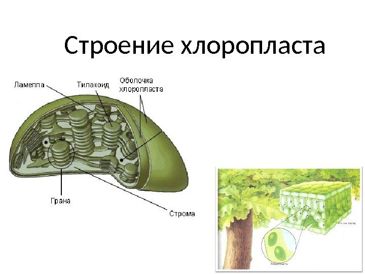 Строение хлоропласта 