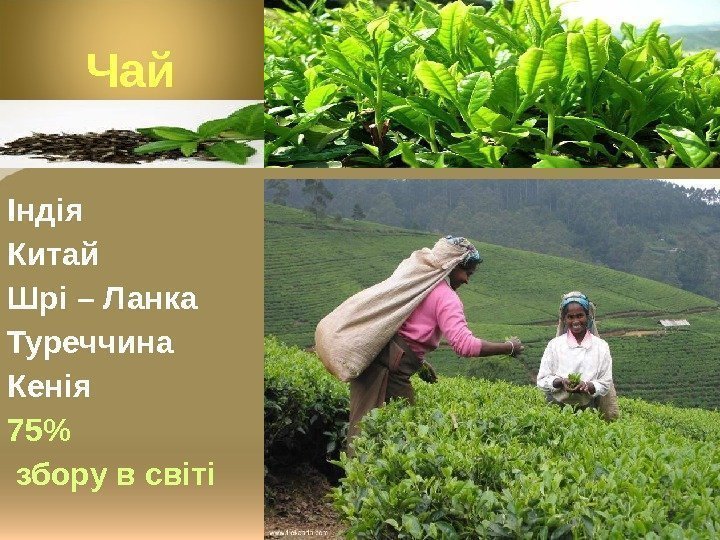 Чай Індія Китай Шрі – Ланка Туреччина Кенія 75  збору в світі 