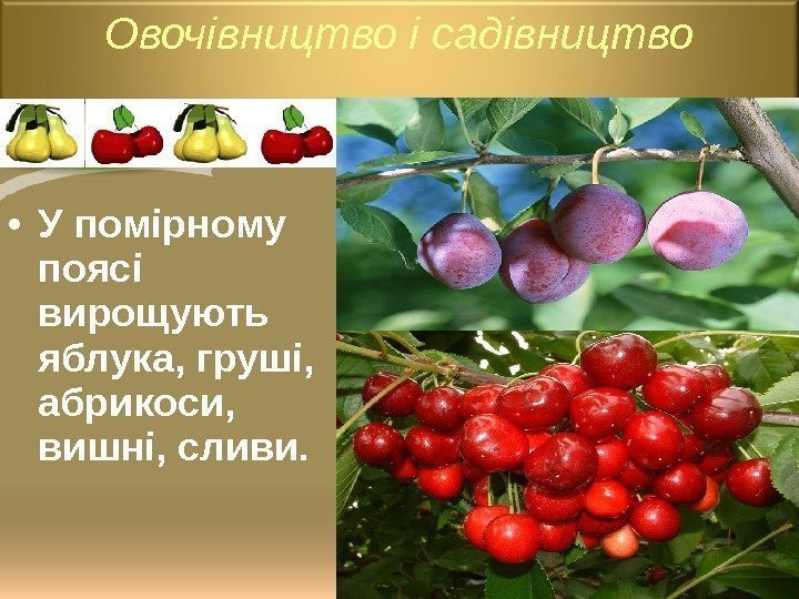  • У помірному поясі вирощують яблука, груші,  абрикоси,  вишні, сливи. Овочівництво