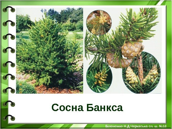 Сосна Банкса Білоножко Н. Д. Черкаська сп. ш. № 18 