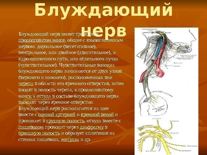 Блуждающий нерв имеет три ядра в продолговатом мозге , общие с языкоглоточным нервом: дорзальное